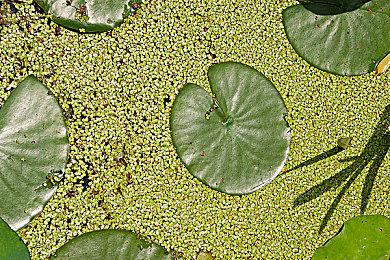 《铁拳8》新DLC角色“Lidia”预告 今夏上线